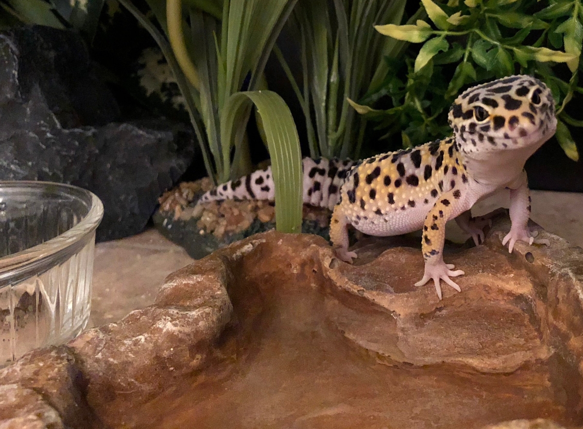 A beginner's guide to gecko housing and setup – Leopard Gecko Care