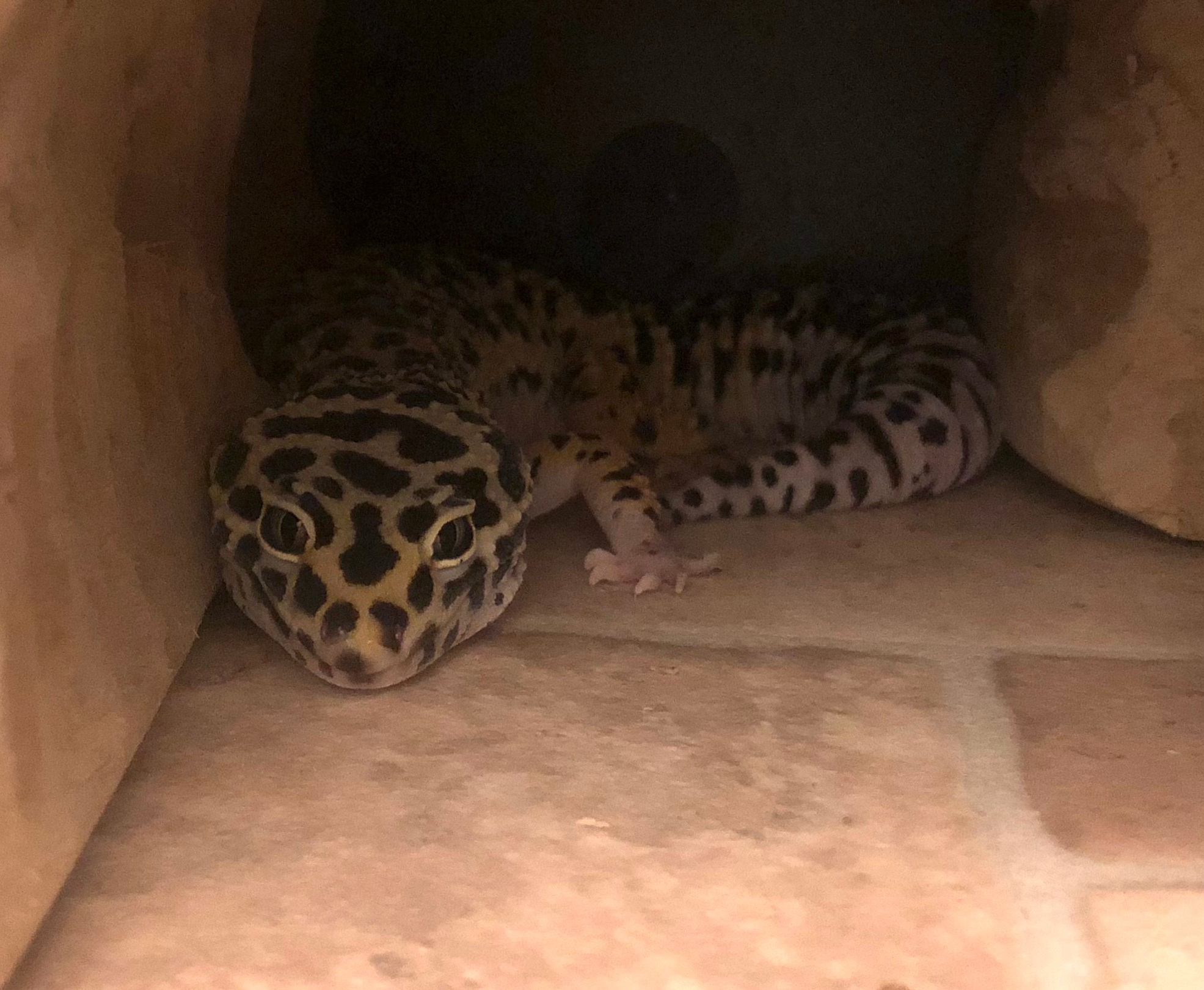 leopard gecko tile