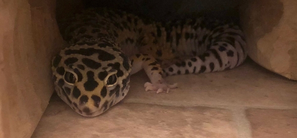 lino leopard geckos