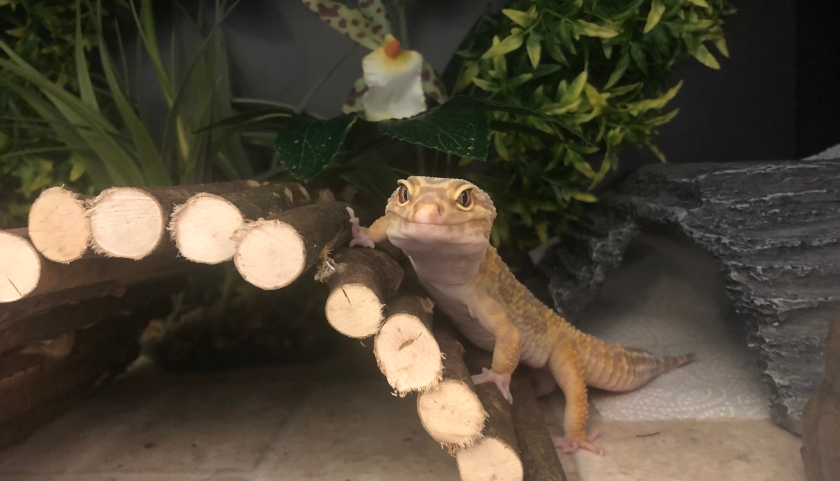 Komodo flexi stix gecko