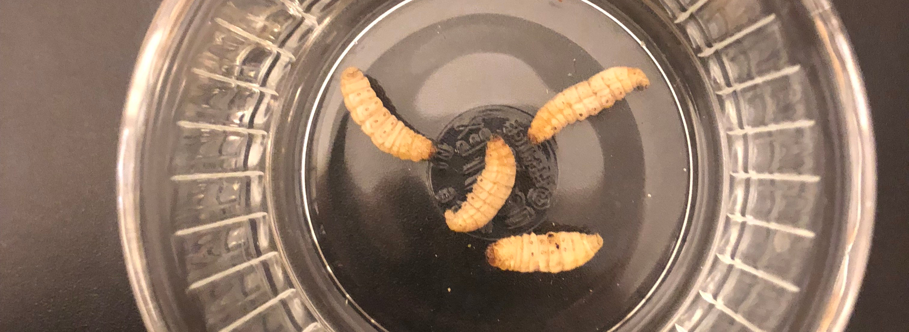 crested gecko wax worms