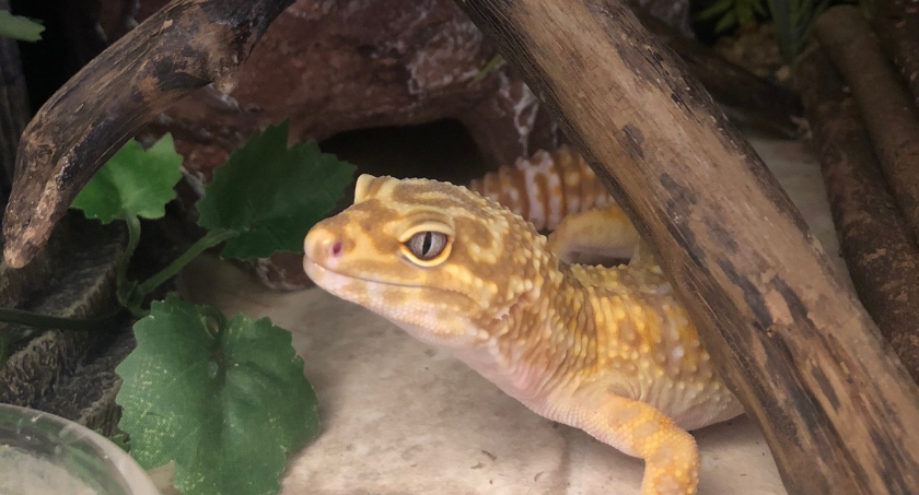 leopard gecko cleaning