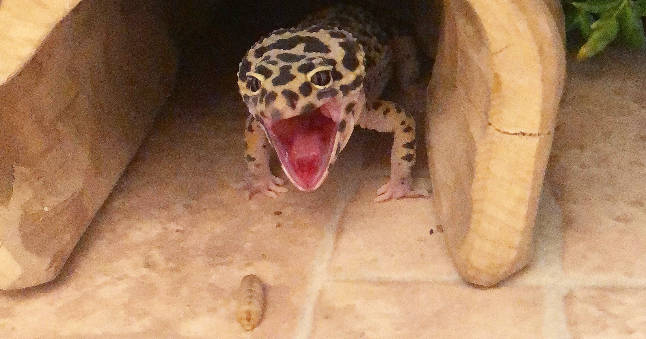 habistat leopard gecko bedding