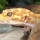 Tips for the care of a neglected/ unwell leopard gecko
