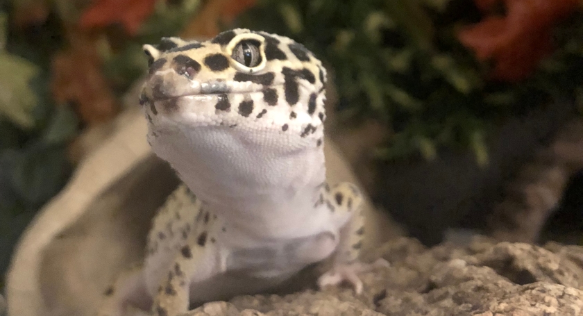 leopard geckos uv light