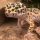 Where to buy a leopard gecko (UK, USA, Europe)